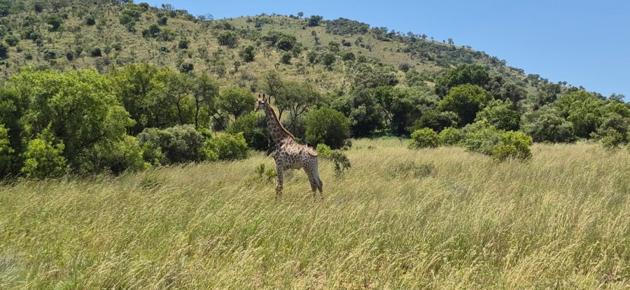 11 Bedroom Property for Sale in Groot Marico North West